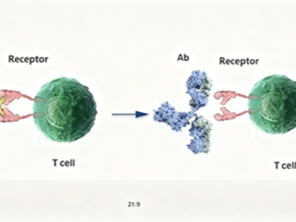 Functional Antibodies: How to Unlock Their Unlimited Potential in Biomedical Research?