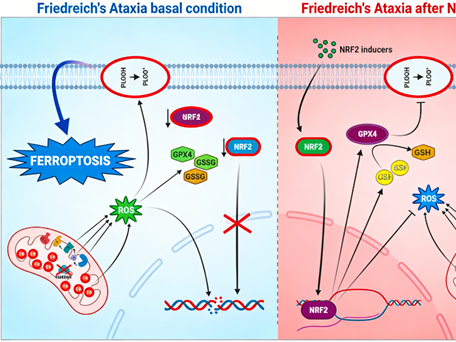 Can activating NRF2 (Ser40) be a key strategy for intervening in ferroptosis in Friedreich's ataxia?