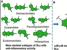 Targeting NF-κB p65 DNA-binding activity: Can the α-M-γ-B core structure of sesquiterpene lactones improve arthritis?