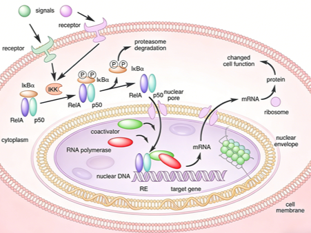 What is the key significance of the regulation of NF-κB p65 (Ser529) phosphorylation in inflammation and disease research?
