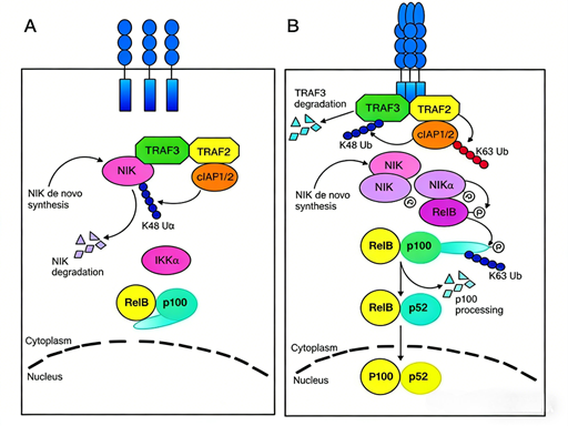 What is the generation and regulatory mechanism of p105/p50 in the NF-κB signaling pathway?