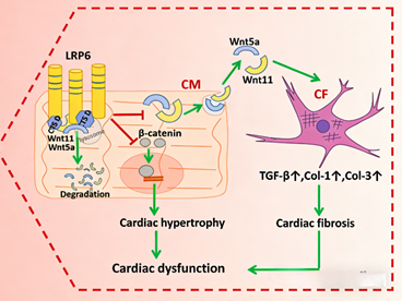 How does LRP6 (Ser1490) regulate myocardial paracrine signaling to suppress pressure overload-induced cardiac fibrosis?