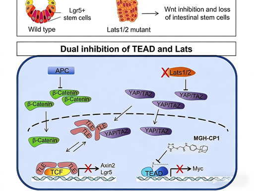 How does the Hippo pathway kinase LATS1/2 (Ser909/872) regulate intestinal stem cell fate and Wnt signaling?