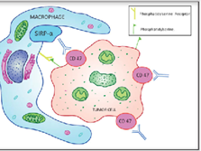 How can CD172a (SIRPα) become a new strategy for macrophage-directed tumor immunotherapy?