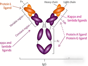 How to achieve efficient purification and application of rabbit anti-monkey IgG antibodies?