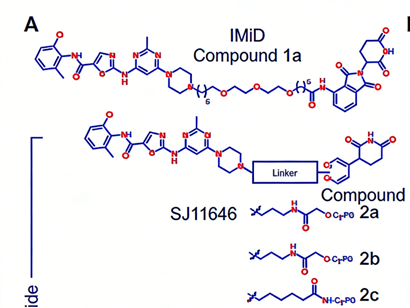 Can targeted degradation of LCK protein become a new strategy for treating T-cell acute lymphoblastic leukemia?