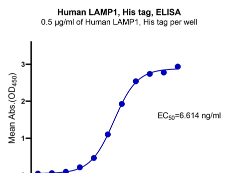 How does human LAMP1 protein regulate organelle homeostasis and function?