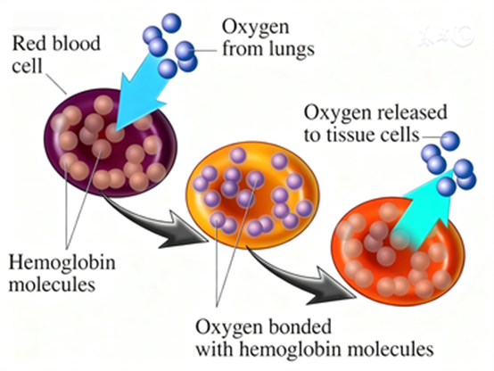 Erythropoietin: How Much Do You Know About Its Physiological Mechanisms and Clinical Applications?
