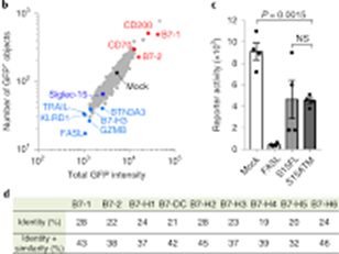 Siglec-15: A Key Molecule in Immune Suppression and Tumor Immune Evasion