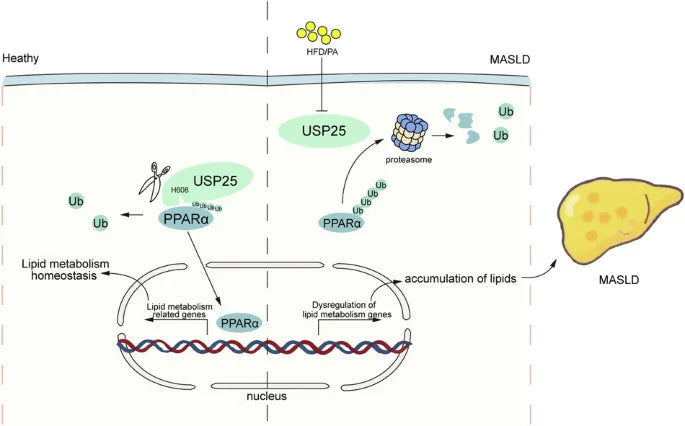 USP25α: An Emerging Target in Inflammation Regulation and Disease Therapy