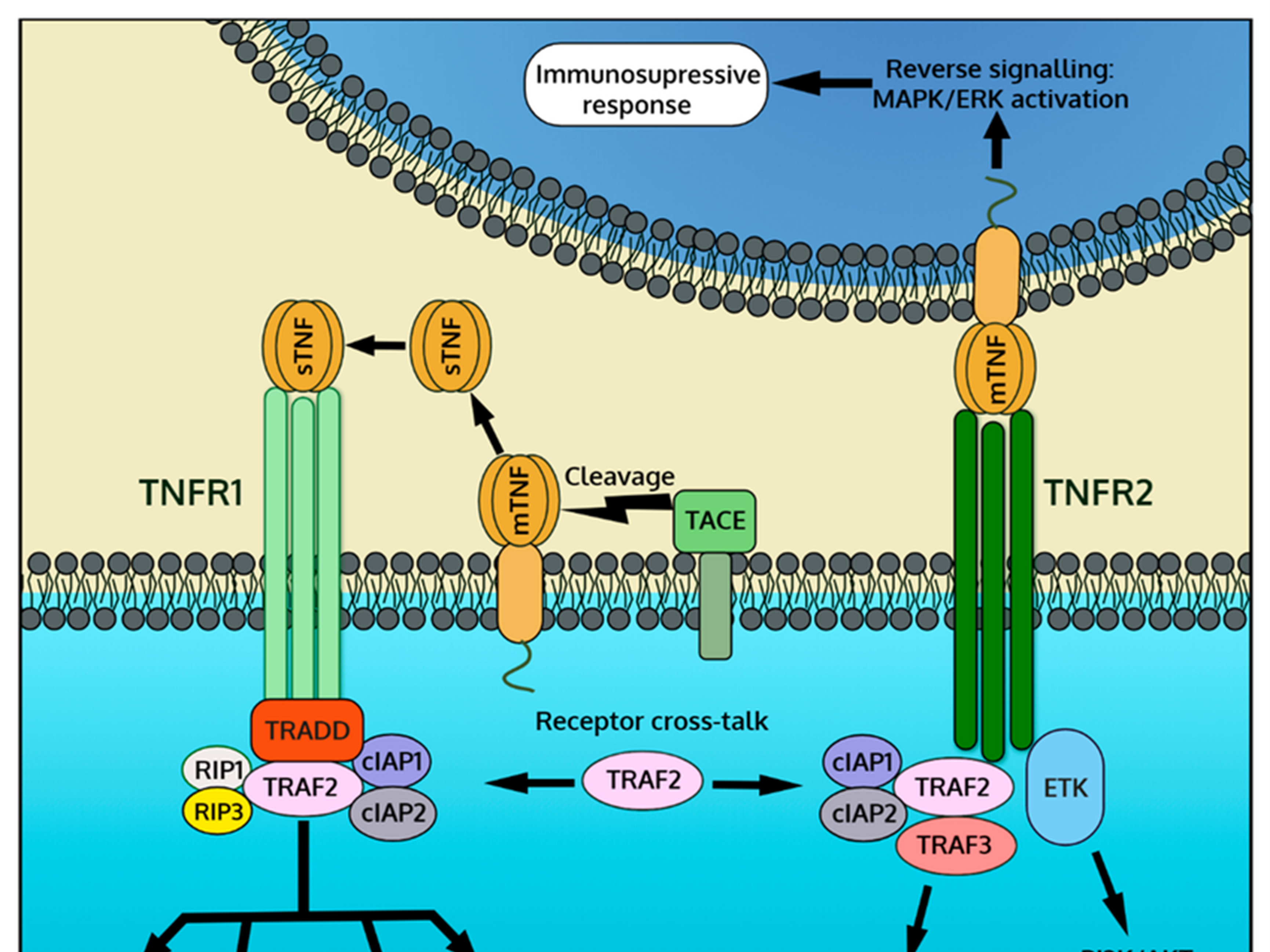 Tnf R Tumor Necrosis Factor-α (TNF-α): A Central Mediator of Inflammation an ...