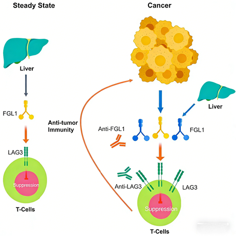 RSPO1: A Potent Synergistic Activator of the Wnt Signaling Pathway