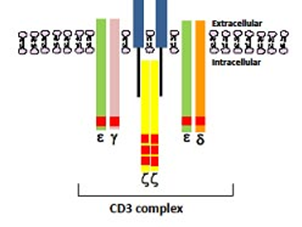 How does the CD3ε antibody become a core tool for analyzing T cell activation and regulation?