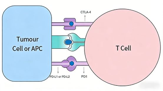 How do immune checkpoint antibodies become the cornerstone raw materials for tumor immunotherapy?