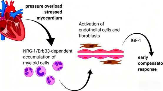 Can ErbB3 Antibody Reveal New Mechanisms of Myeloid Cells in Cardiac Protection?