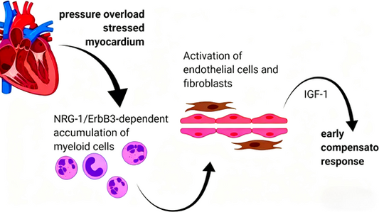 Can ErbB3 Antibody Reveal New Mechanisms of Myeloid Cells in Cardiac Protection?