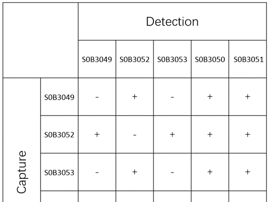 ST2 Antibody: A Comprehensive Overview of Research and Applications