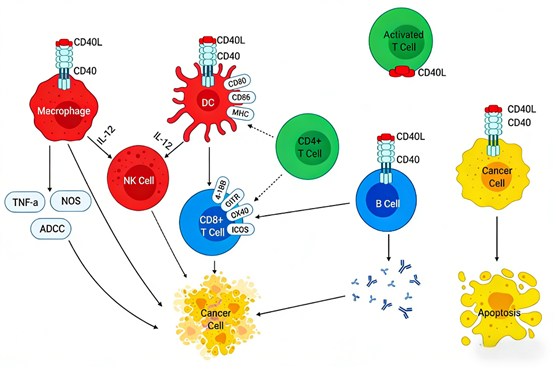 Can targeting the CD40/CD40L (CD154) pathway become a new breakthrough in immunotherapy?