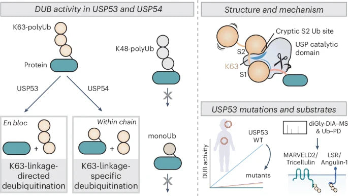 USP Activity: Functional Regulation of Deubiquitinases and Disease Associations
