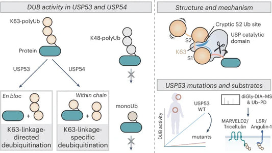 USP Activity: Functional Regulation of Deubiquitinases and Disease Associations