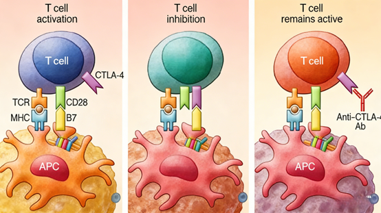 What is the groundbreaking significance and mechanism of action of CTLA-4 antibodies as the first immune checkpoint inhibitors?