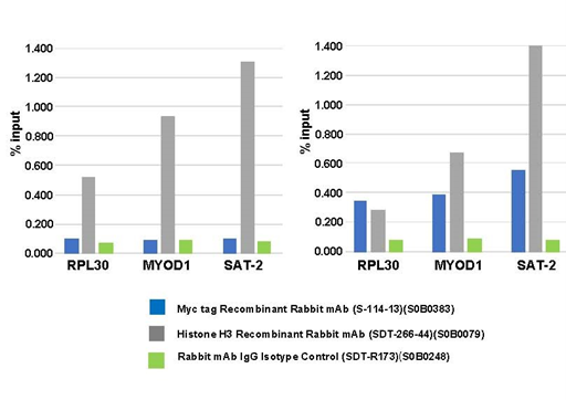 Can Recombinant Rabbit Monoclonal Antibodies Become the Leader of Next-Generation Antibody Technology?