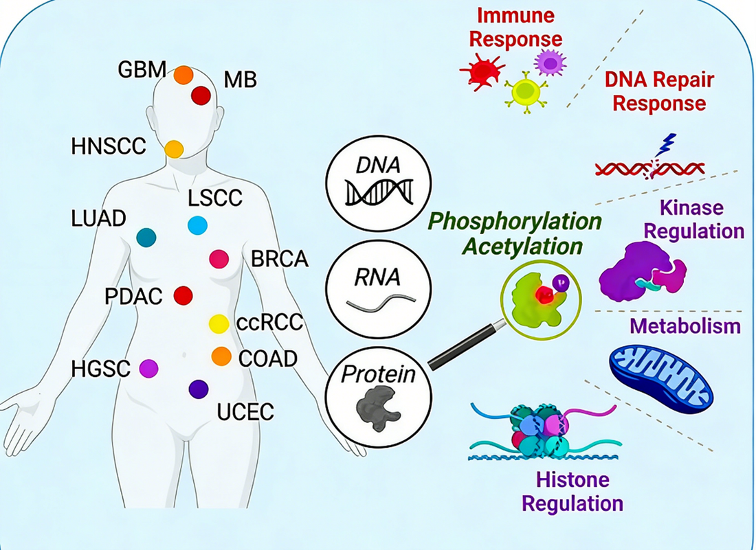 How can pan-specific antibodies help reveal the common regulatory network of post-translational modifications in cancer?