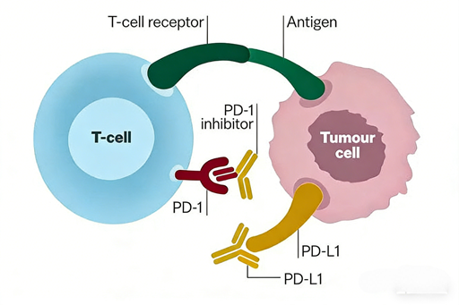 How can PD-L1 antibodies serve as the cornerstone for predicting the efficacy of tumor immunotherapy and drug development?