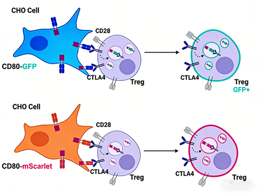 How to use flow cytometry and CTLA-4 antibodies to evaluate the impact of genetic variations on CTLA-4 function?