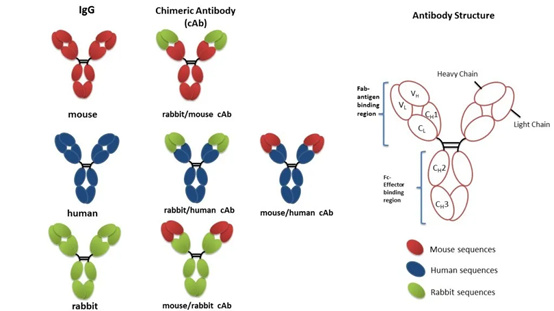 How to meet diverse biomedical research needs through antibody customization and engineering?