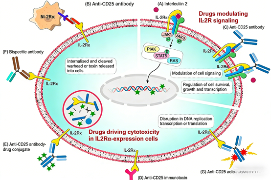 How can CD25 antibodies become a new strategy for tumor immunotherapy?