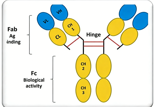 How do functional antibodies in the body reshape the paradigm of disease treatment?