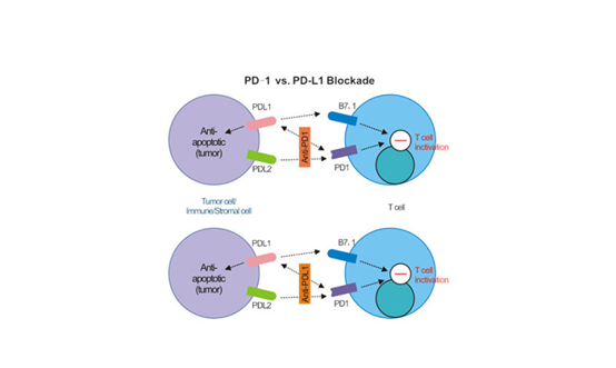 What is the key role of PD-1 functional antibody materials in immunotherapy?