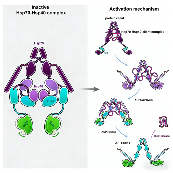 What can Hsp70 antibodies reveal in the study of molecular chaperone functions?