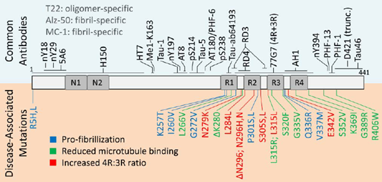 Tau Antibodies: A New Hope for Treating Neurodegenerative Diseases