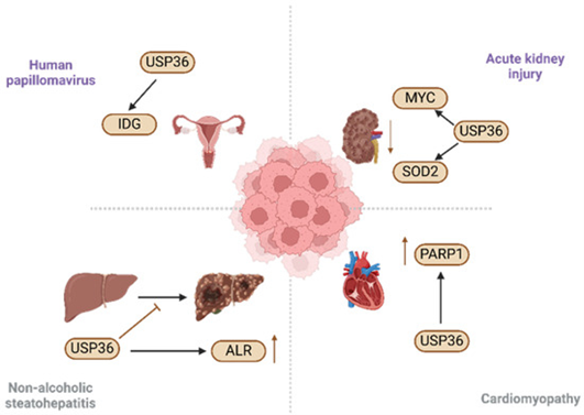 USP36: A Key Deubiquitinase in Ribosome Biogenesis and Cell Fate Regulation
