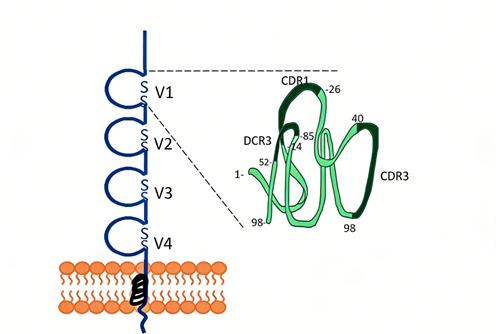 What are the applications and characteristics of CD4 antibodies in immunological research?