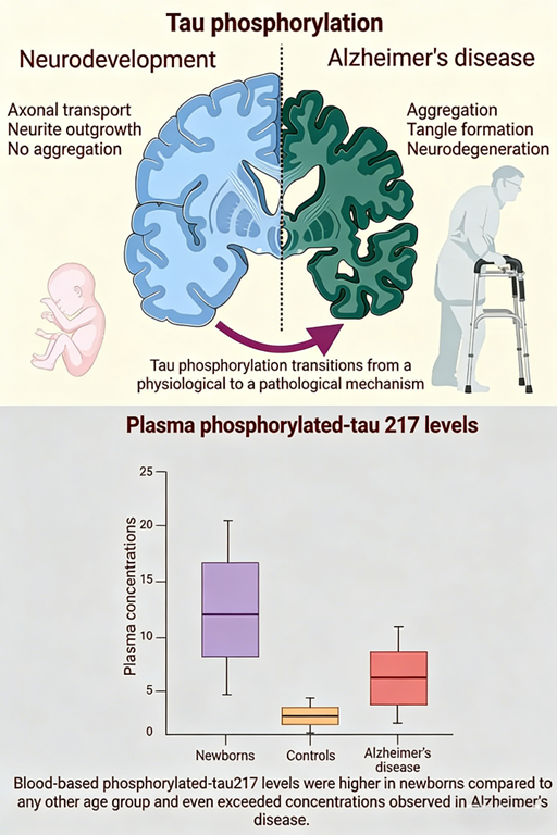 How does phosphorylated Tau antibody reveal the dual biological significance of protein modification?