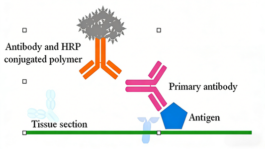 What is the key role of immunohistochemistry kits in modern pathological diagnosis?