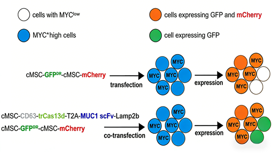 What is the key role of c-Myc antibody in tumor immunotherapy?