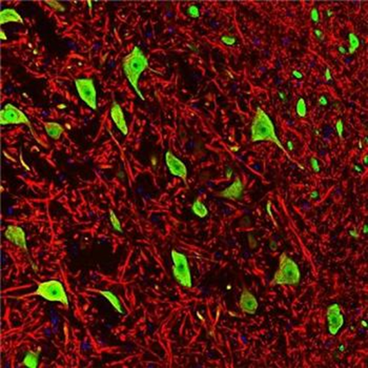 NeuN Antibody: The Standard Tool for Neuronal Research
