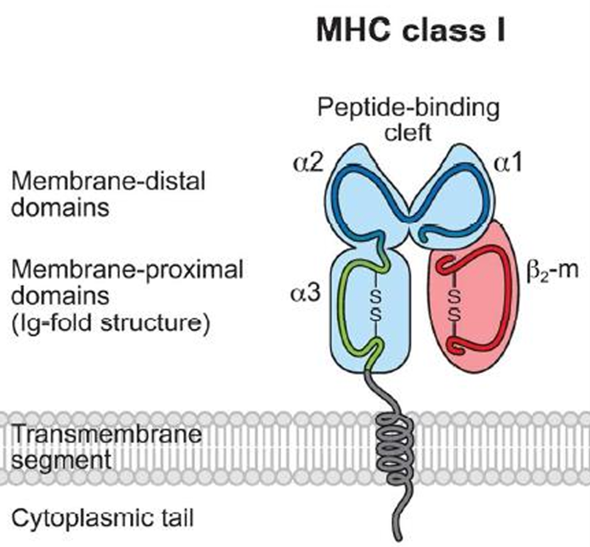 β2-Microglobulin/B2M: A small protein, a big detective