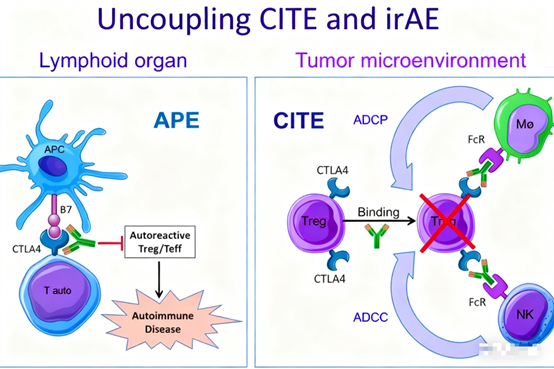 CTLA-4 Antibodies: How to Achieve a Breakthrough in Balancing Efficacy and Safety?
