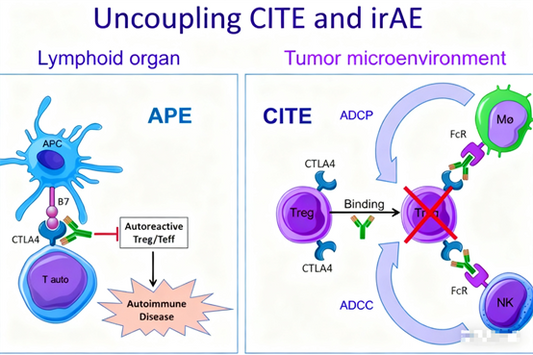 CTLA-4 Antibodies: How to Achieve a Breakthrough in Balancing Efficacy and Safety?