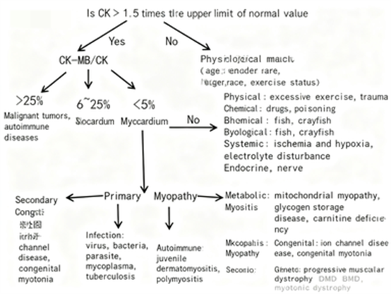 How to systematically analyze the clinical significance of elevated creatine kinase?