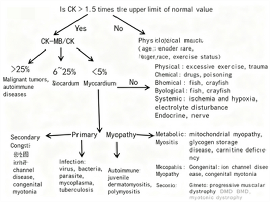 How to systematically analyze the clinical significance of elevated creatine kinase?
