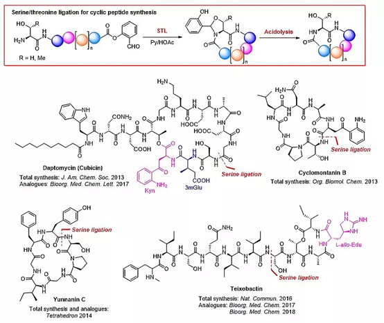 What role do serine/threonine phosphorylation antibodies play in protein synthesis research?