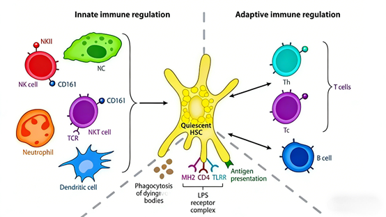 What is the key role of Collagen IV antibodies in the diagnosis of liver fibrosis?