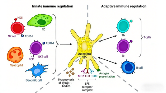 What is the key role of Collagen IV antibodies in the diagnosis of liver fibrosis?