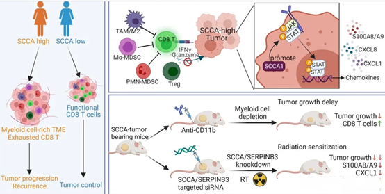 Sparse Canonical Correlation Analysis (SCCA) in Genetic Research: The Statistical Key to Decoding Life's Complexity